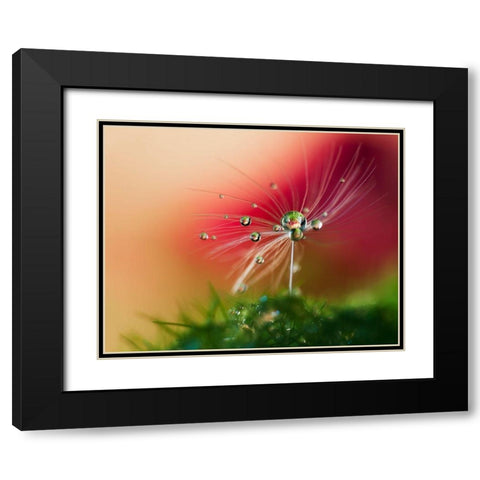 Red Morning Black Modern Wood Framed Art Print with Double Matting by Westum, Heidi