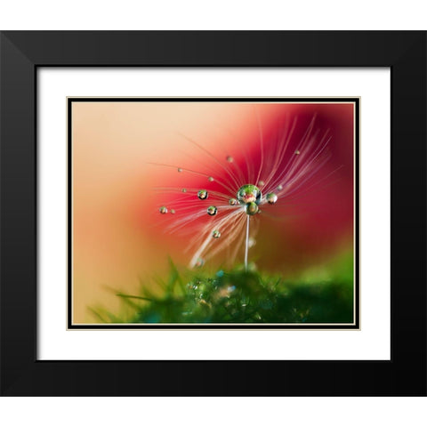 Red Morning Black Modern Wood Framed Art Print with Double Matting by Westum, Heidi