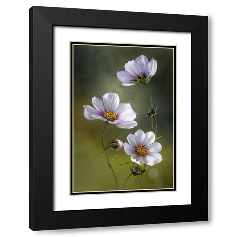 *Cosmos Black Modern Wood Framed Art Print with Double Matting by Disher, Mandy