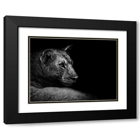Lion Black Modern Wood Framed Art Print with Double Matting by Wildphotoart