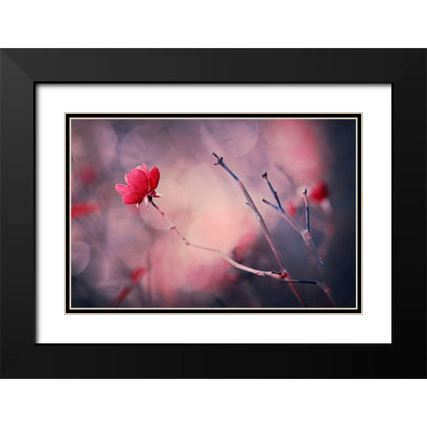 Rose Black Modern Wood Framed Art Print with Double Matting by Ajkabajka