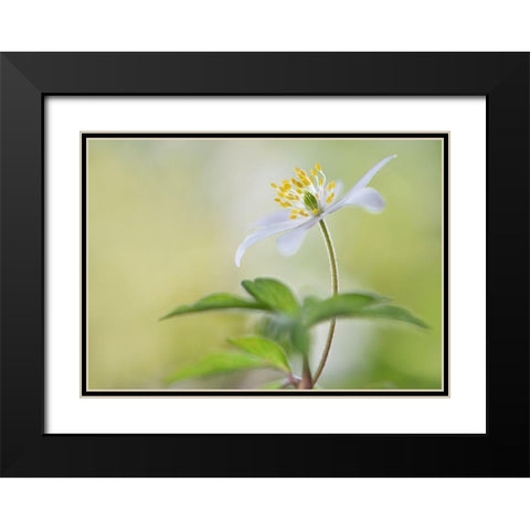 Spring Light Black Modern Wood Framed Art Print with Double Matting by Westum, Heidi