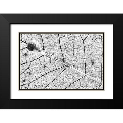 Tr-Nsparences Black Modern Wood Framed Art Print with Double Matting by Bravin, Fabien