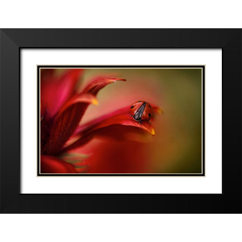 Simply Red Black Modern Wood Framed Art Print with Double Matting by Disher, Mandy
