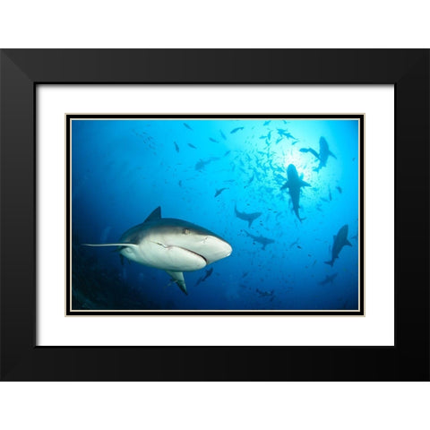 Beqa Shark Labs Black Modern Wood Framed Art Print with Double Matting by Safonov, Alexander