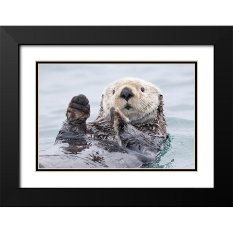 Yesterday I Caught A Fish Thiiis Big! - Otter. Alaska Black Modern Wood Framed Art Print with Double Matting by Golubenko, Roman