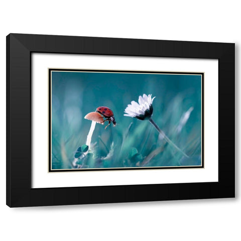 The Story Of The Lady Bug That Tries To Convice The Mushroom To Have A Date With The Beautiful Daisy Black Modern Wood Framed Art Print with Double Matting by Bravin, Fabien