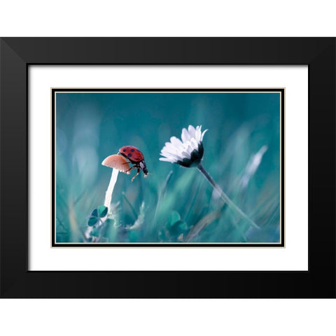The Story Of The Lady Bug That Tries To Convice The Mushroom To Have A Date With The Beautiful Daisy Black Modern Wood Framed Art Print with Double Matting by Bravin, Fabien
