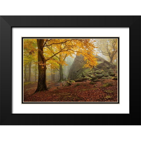 Autumn Forest Black Modern Wood Framed Art Print with Double Matting by Rericha, Daniel