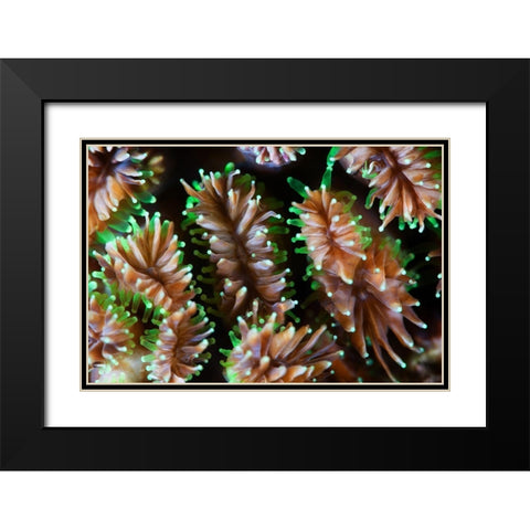 Alien Forms Black Modern Wood Framed Art Print with Double Matting by Narchuk, Andrey