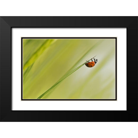 Up Black Modern Wood Framed Art Print with Double Matting by Zahirimehr, Maryam