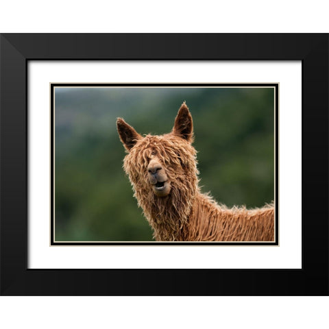 The Muppet Show Black Modern Wood Framed Art Print with Double Matting by Driga, Vladimir