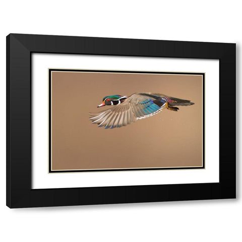 Wood Duck Black Modern Wood Framed Art Print with Double Matting by Costina, Mircea