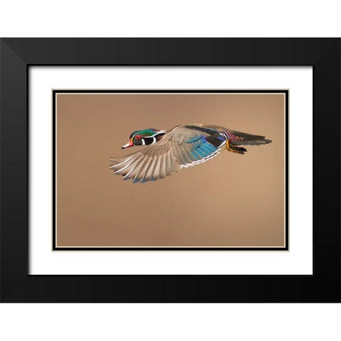 Wood Duck Black Modern Wood Framed Art Print with Double Matting by Costina, Mircea