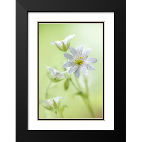 Spring Sparkle Black Modern Wood Framed Art Print with Double Matting by Disher, Mandy