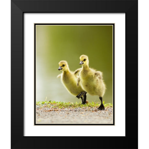 1, 2, 3, Go! Black Modern Wood Framed Art Print with Double Matting by Costina, Mircea