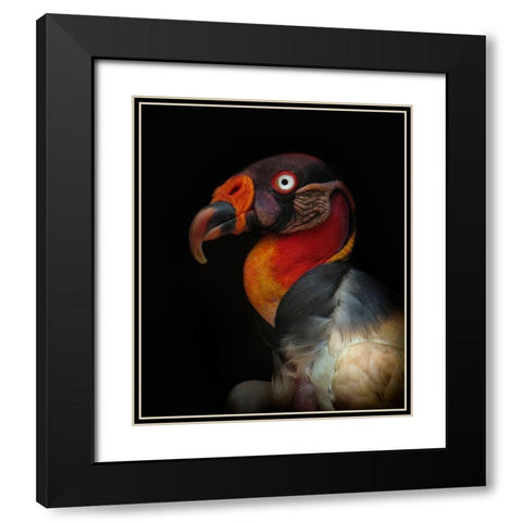 King Vulture-Sarcoramphus Papa Black Modern Wood Framed Art Print with Double Matting by Valverde, Ferdinando