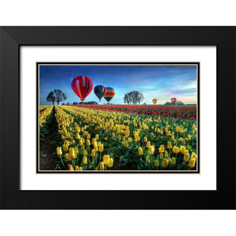 Hot Air Balloons Over Tulip Field Black Modern Wood Framed Art Print with Double Matting by Lee, William