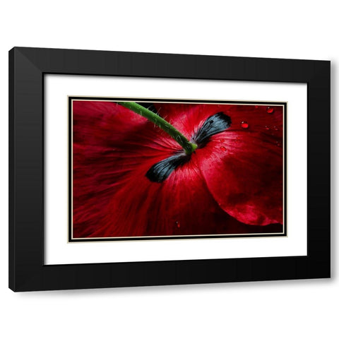 Papaver Passion Black Modern Wood Framed Art Print with Double Matting by Disher, Mandy