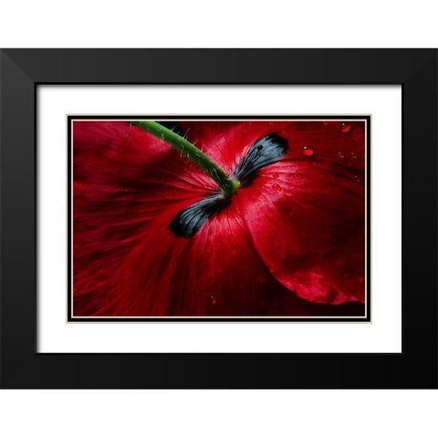 Papaver Passion Black Modern Wood Framed Art Print with Double Matting by Disher, Mandy