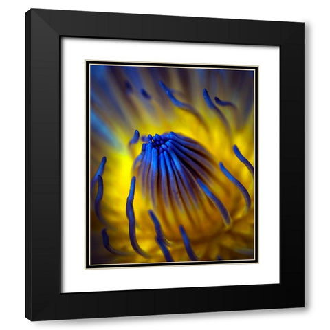 Blow Up Black Modern Wood Framed Art Print with Double Matting by Bunjamin, Antonyus