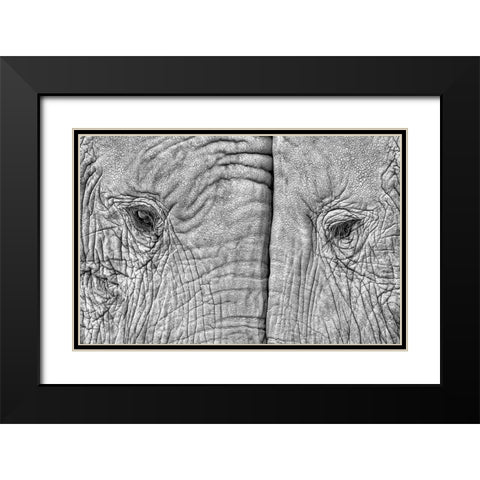 Two Elephants Black Modern Wood Framed Art Print with Double Matting by Luis Duran, Juan