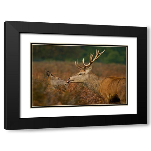 Stolen Kiss Black Modern Wood Framed Art Print with Double Matting by Saxby, Val