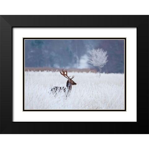 Fallow Deer In The Frozen Winter Landscape Black Modern Wood Framed Art Print with Double Matting by Wallberg, Allan