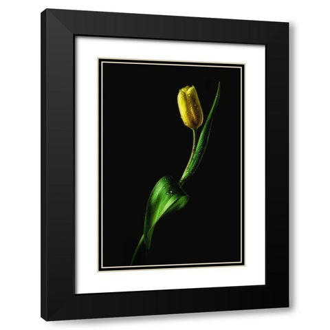 Tulip Black Modern Wood Framed Art Print with Double Matting by Conroy, Joe