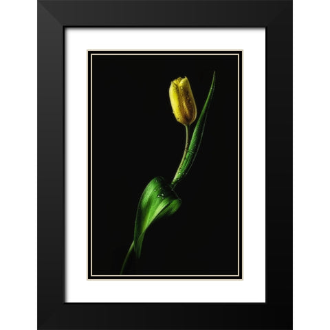 Tulip Black Modern Wood Framed Art Print with Double Matting by Conroy, Joe