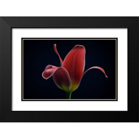 First Tulip Black Modern Wood Framed Art Print with Double Matting by Gronkjar, Lotte