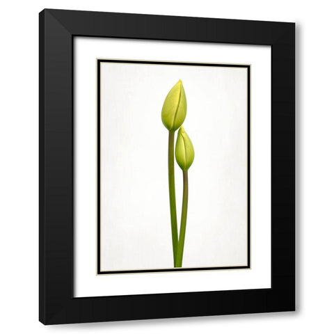 Tulip Time Black Modern Wood Framed Art Print with Double Matting by Gronkjar, Lotte