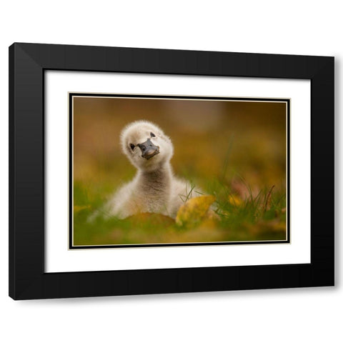 Black Swan Baby Black Modern Wood Framed Art Print with Double Matting by Adamec, Robert