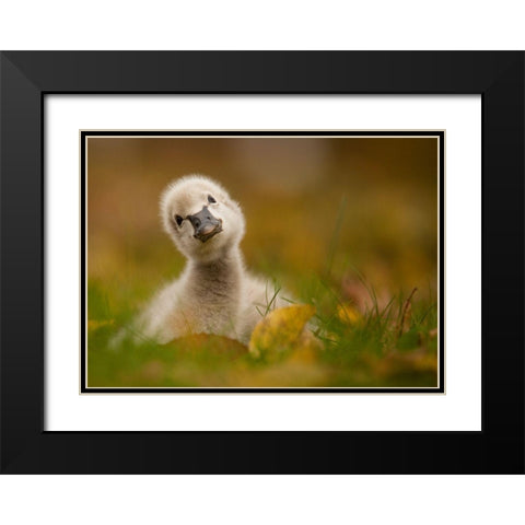 Black Swan Baby Black Modern Wood Framed Art Print with Double Matting by Adamec, Robert