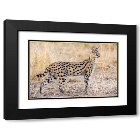 Serval Hunting Black Modern Wood Framed Art Print with Double Matting by C. Sink, Jeffrey