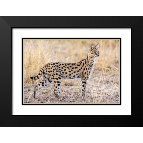 Serval Hunting Black Modern Wood Framed Art Print with Double Matting by C. Sink, Jeffrey