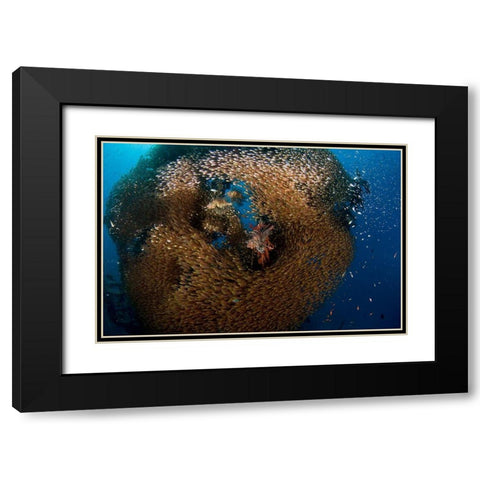 Glass And Lion Fish Black Modern Wood Framed Art Print with Double Matting by Ben Tov, Ilan