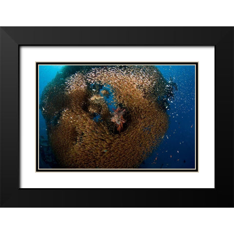 Glass And Lion Fish Black Modern Wood Framed Art Print with Double Matting by Ben Tov, Ilan