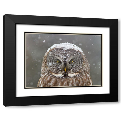 Great Grey Owl Winter Portrait Black Modern Wood Framed Art Print with Double Matting by Costina, Mircea