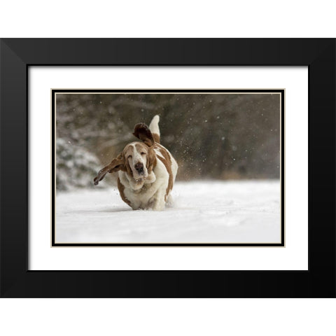 Almost Airborne Black Modern Wood Framed Art Print with Double Matting by Van Den, Gert