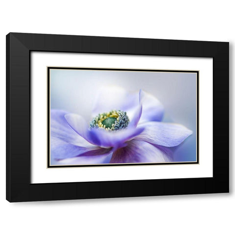 Anemone De Caen Black Modern Wood Framed Art Print with Double Matting by Parker, Jacky