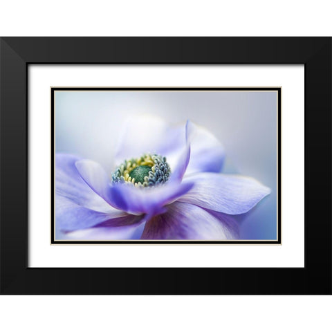 Anemone De Caen Black Modern Wood Framed Art Print with Double Matting by Parker, Jacky