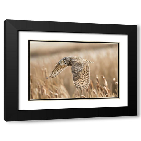 Great Horned Owl Black Modern Wood Framed Art Print with Double Matting by Stahl, Peter