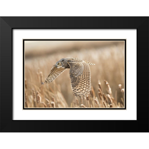 Great Horned Owl Black Modern Wood Framed Art Print with Double Matting by Stahl, Peter