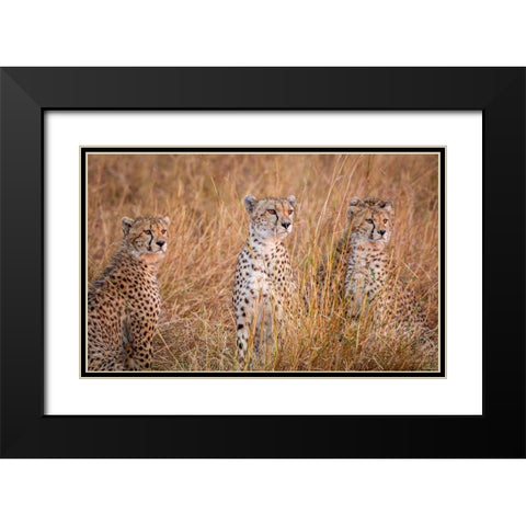 Cheetah Alpine Glow Black Modern Wood Framed Art Print with Double Matting by C. Sink, Jeffrey