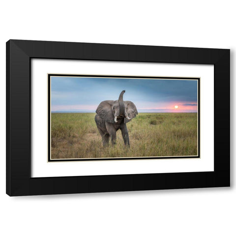 King Of The Domain Black Modern Wood Framed Art Print with Double Matting by C. Sink, Jeffrey