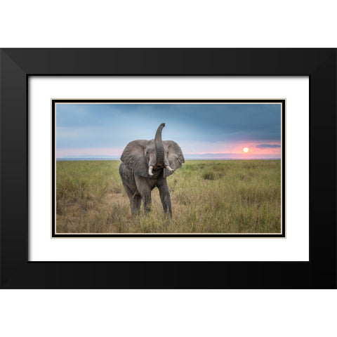 King Of The Domain Black Modern Wood Framed Art Print with Double Matting by C. Sink, Jeffrey