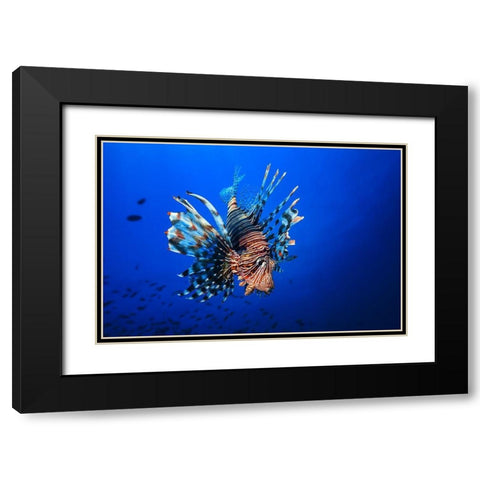 Lionfish Black Modern Wood Framed Art Print with Double Matting by Gabriel, Barathieu