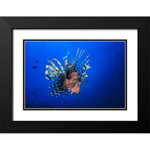 Lionfish Black Modern Wood Framed Art Print with Double Matting by Gabriel, Barathieu