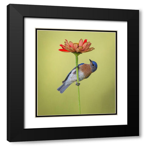 I Hear It But I Cant See It Black Modern Wood Framed Art Print with Double Matting by Schlaf, Christopher